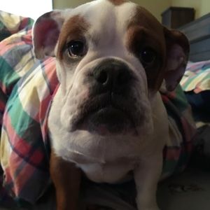 Meet your Posher, Abel